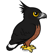 Black-and-chestnut Eagle