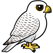 Gyrfalcon