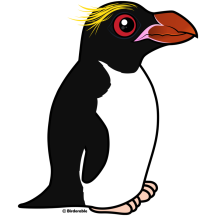 Macaroni Penguin