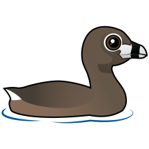 Pied-billed Grebe
