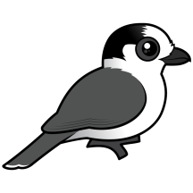 Canada Jay