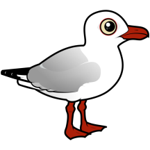 Silver Gull