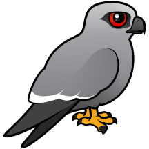 Mississippi Kite