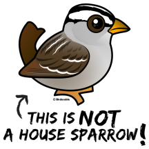 Not a House Sparrow!