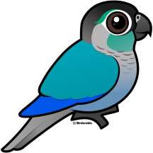 Turquoise Green-cheeked Conure