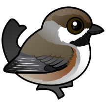 Boreal Chickadee