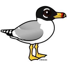 Pallas's Gull