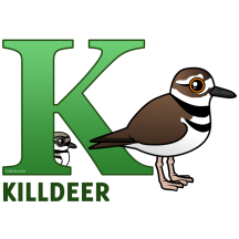K is for Killdeer