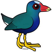 Purple Gallinule