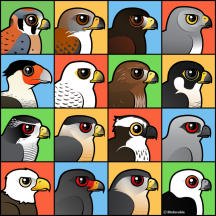 16 North American Raptor Profiles