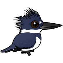 Cute Belted Kingfisher