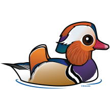 Mandarin Duck