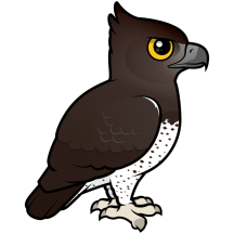 Martial Eagle