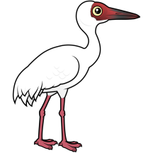 Siberian Crane