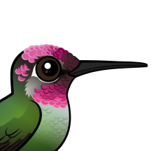 Hummingbirds