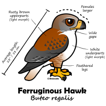 Ferruginous Hawk Statistics