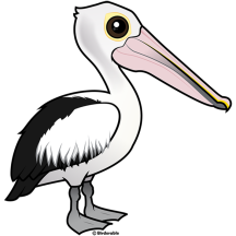 Australian Pelican