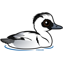 Smew