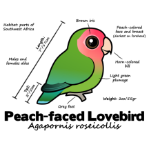 Peach-faced Lovebird Statistics
