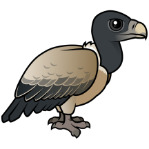 Indian Vulture