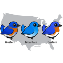 Bluebird Map