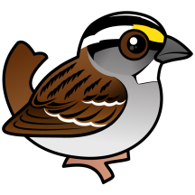 White-throated Sparrow