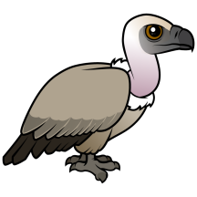Cape Vulture