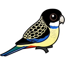Northern Rosella