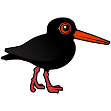 Sooty Oystercatcher
