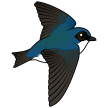 Flying Tree Swallow