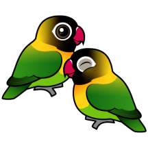 Masked Lovebird Adorable Pair