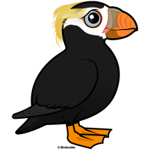 Tufted Puffin