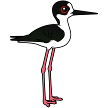 Black-winged Stilt