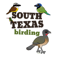 South Texas Birding