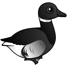 Black Brant