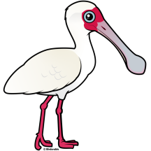 African Spoonbill