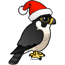 Peregrine Falcon Santa