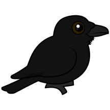 Common Raven