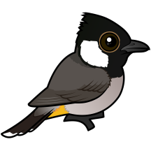 White-eared Bulbul