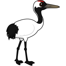 Red-crowned Crane
