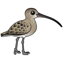 Eurasian Curlew