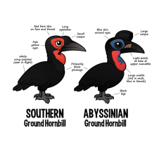 Compare Southern and Abyssinian Ground Hornbills