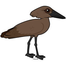 Hamerkop