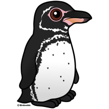 Galapagos Penguin