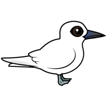 White Tern