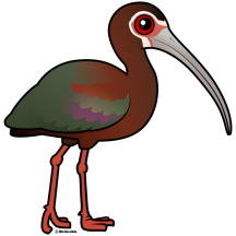 White-faced Ibis