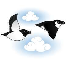 Flying Razorbills