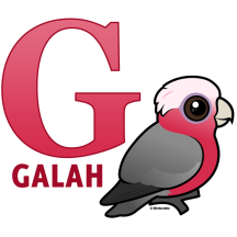 G is for Galah