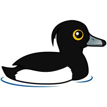 Swimming Tufted Duck
