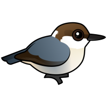 Brown-headed Nuthatch